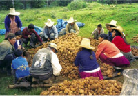 campesinos peruanos